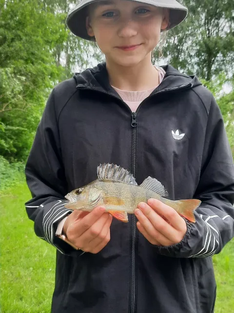Flussbarsch