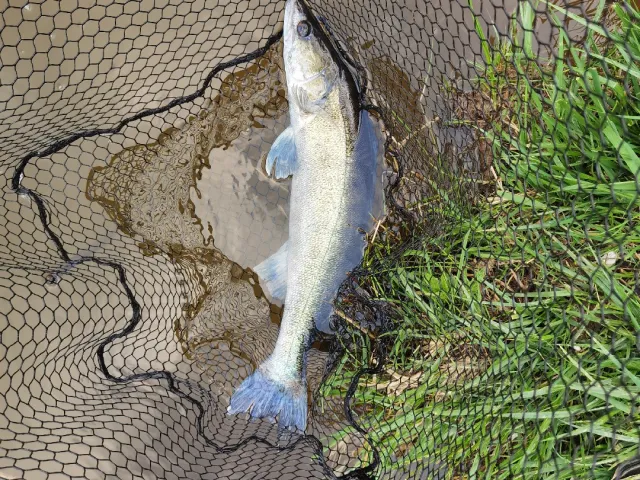 Zander