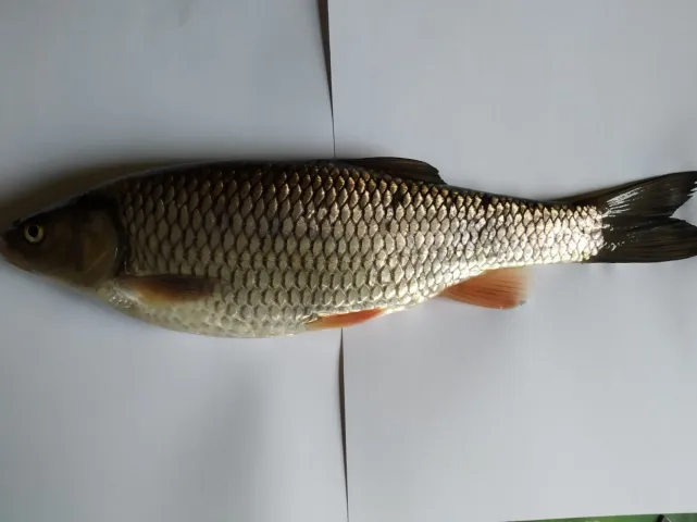 Döbel