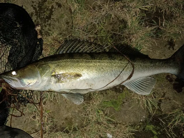 Zander