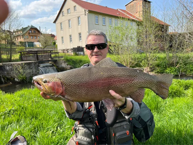 Regenbogenforelle