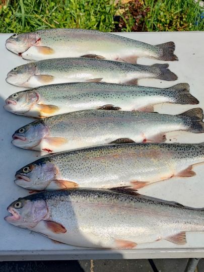 Regenbogenforelle