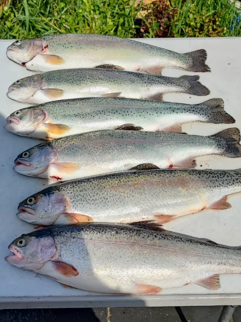 Regenbogenforelle
