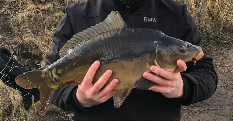 Karpfen