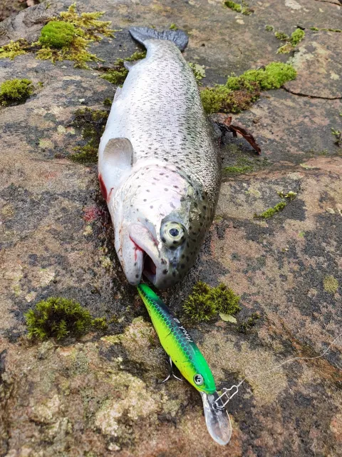 Regenbogenforelle