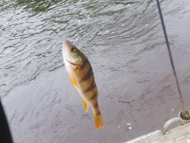 Flussbarsch