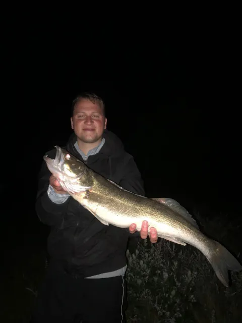 Zander
