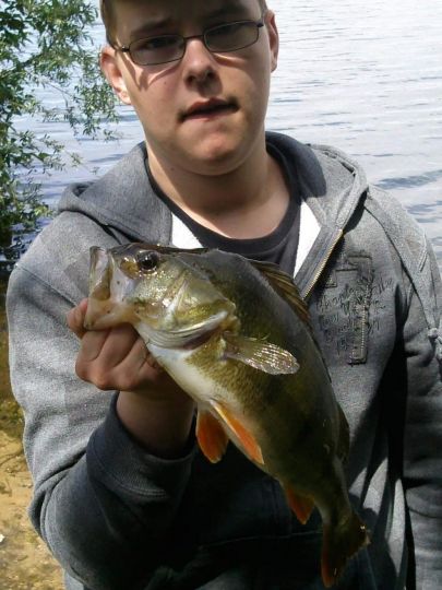 Flussbarsch