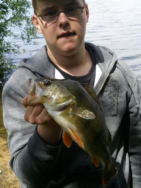 Flussbarsch