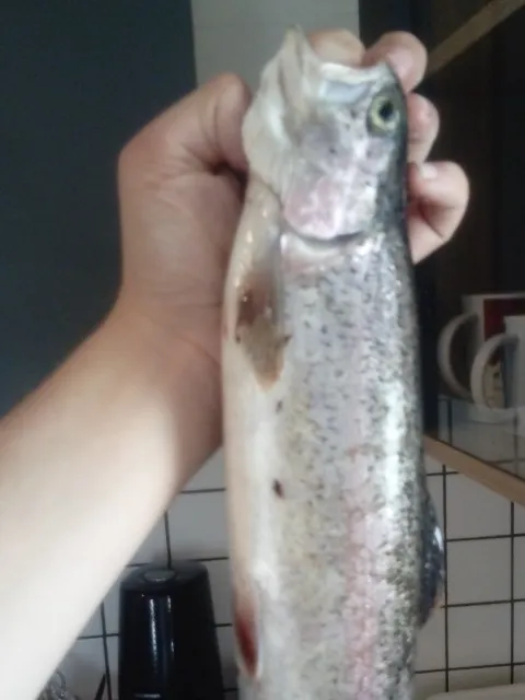 Regenbogenforelle