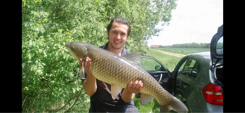 Graskarpfen