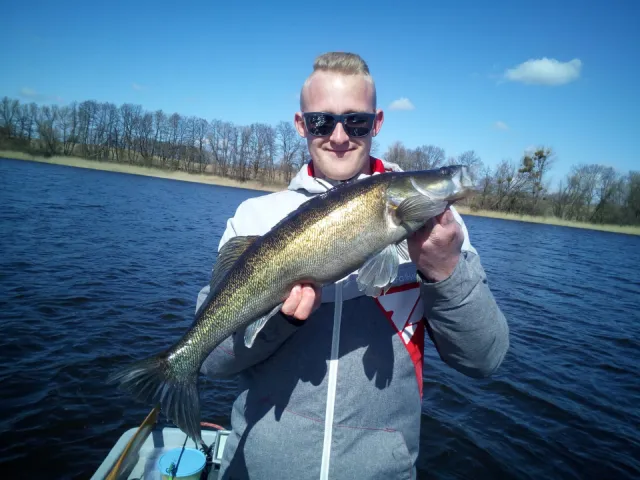 Zander
