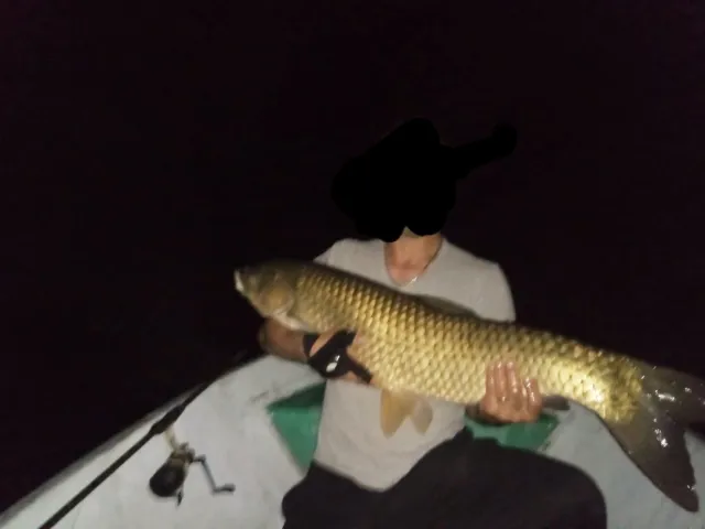 Graskarpfen