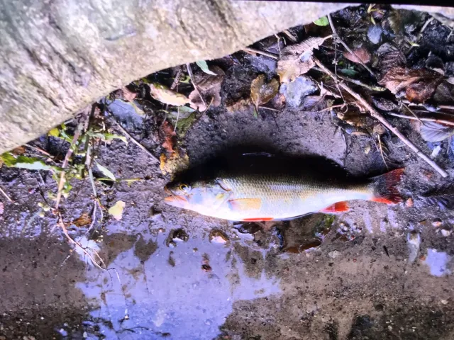 Flussbarsch