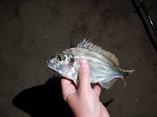 Dorade