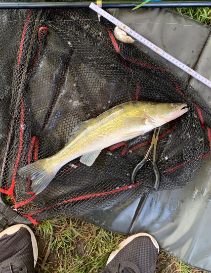 Zander