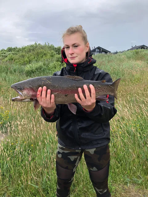 Regenbogenforelle