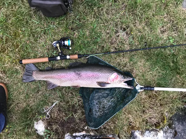 Regenbogenforelle