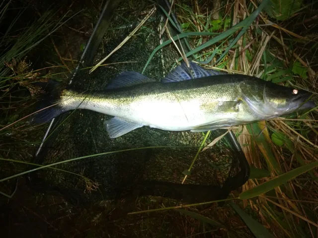 Zander