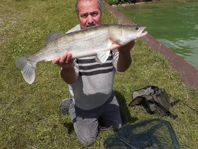 Zander