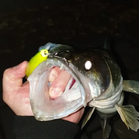 Zander