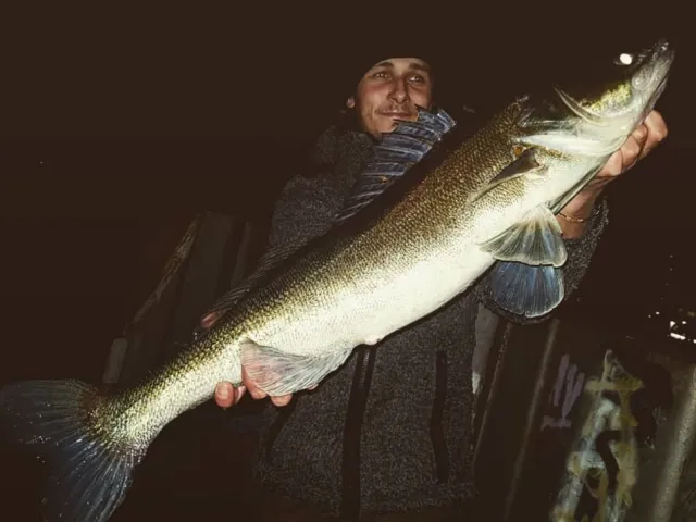 Zander