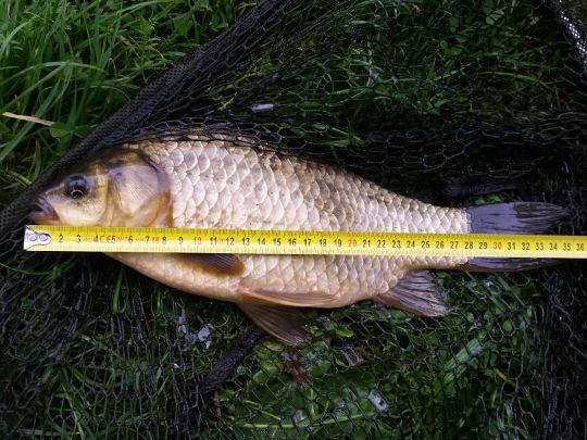 Giebel