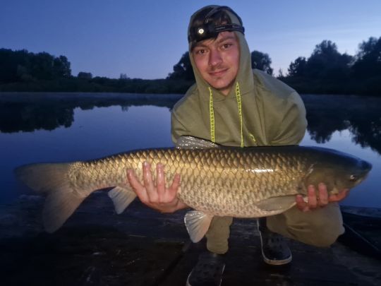 Graskarpfen