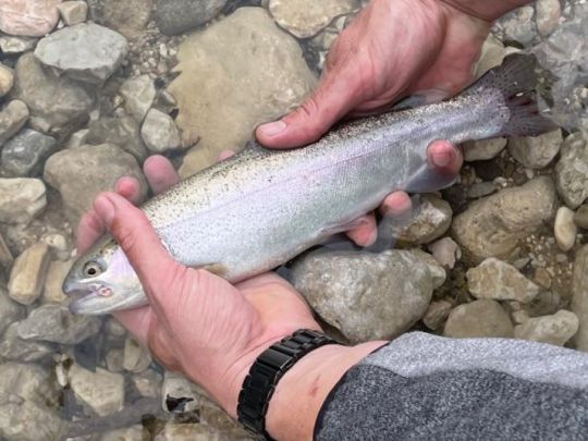 Regenbogenforelle