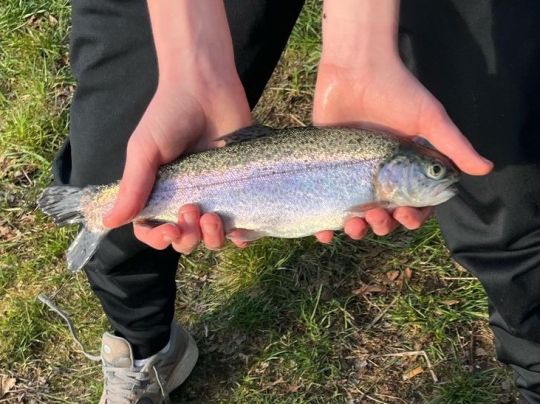 Regenbogenforelle
