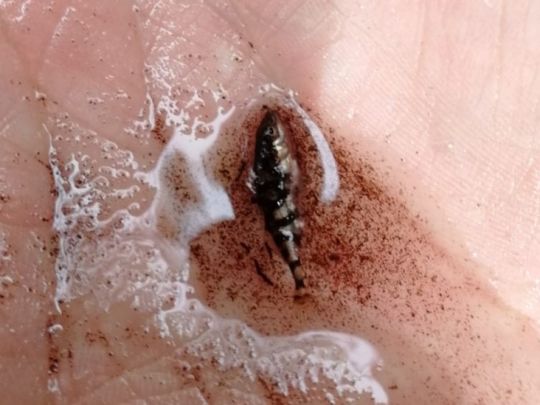 Dreistachliger Stichling