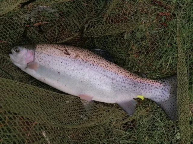 Regenbogenforelle