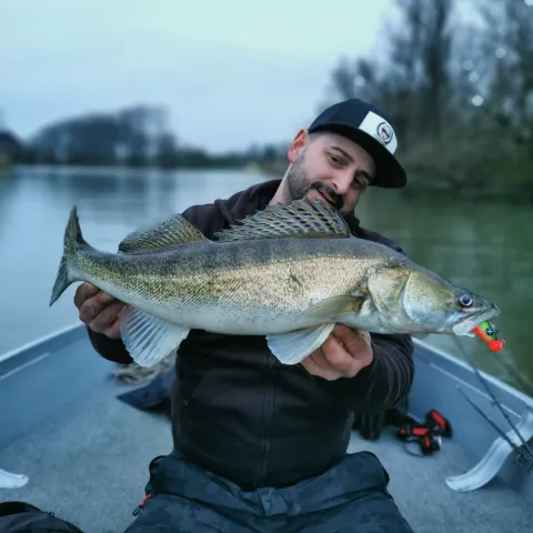 Zander