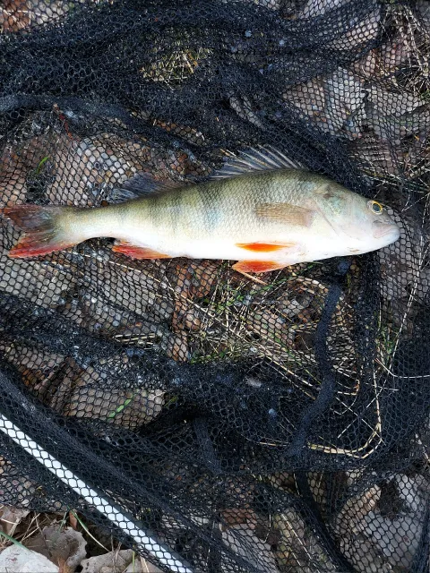 Flussbarsch