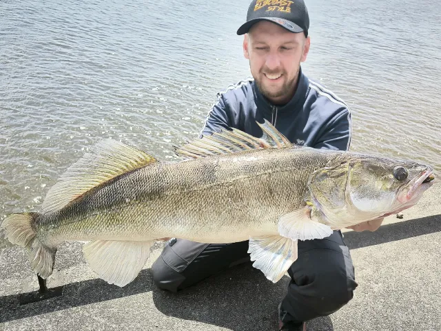Zander