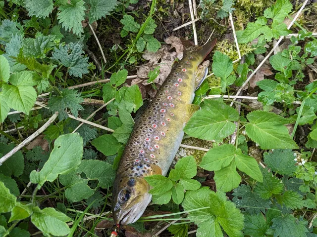 Bachforelle