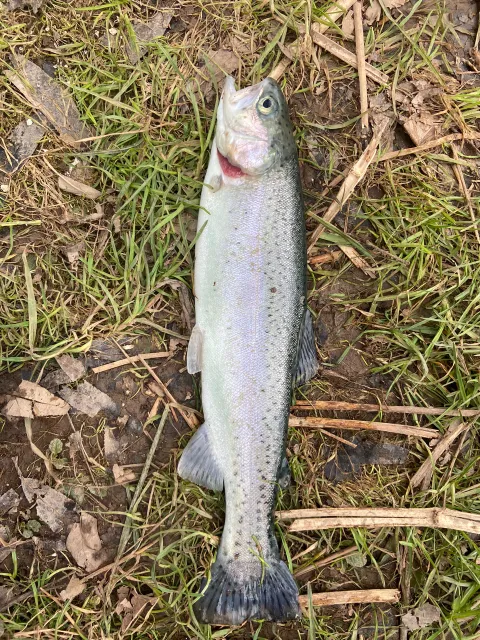 Regenbogenforelle