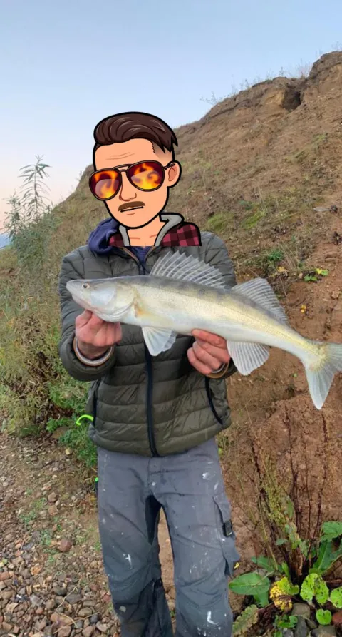 Zander