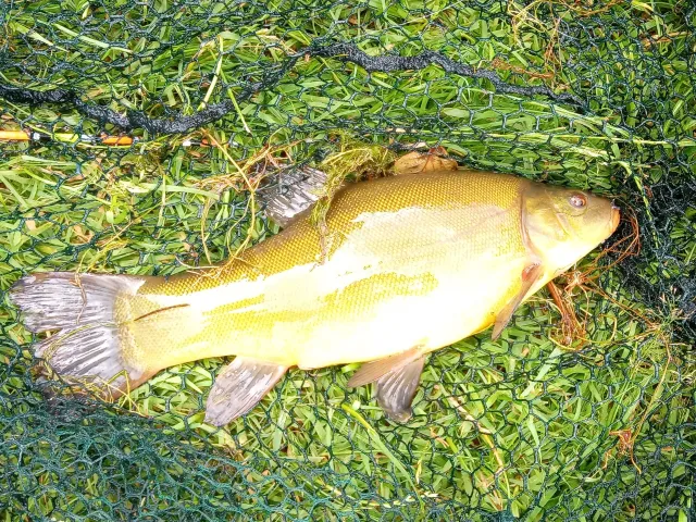 Schleie