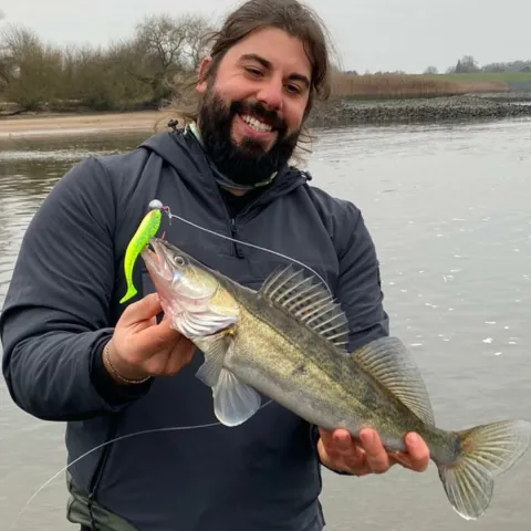Zander