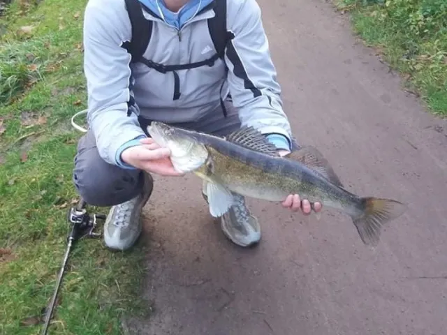 Zander