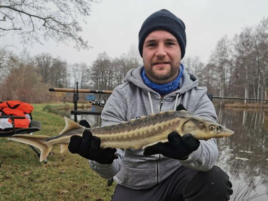Stör