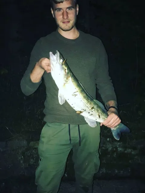 Zander