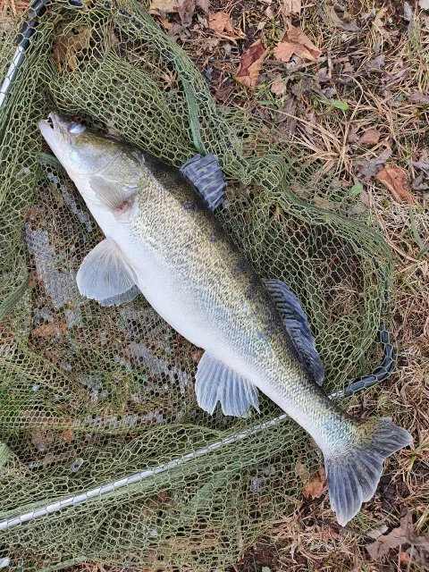 Zander