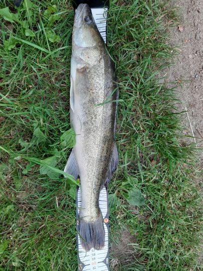 Zander