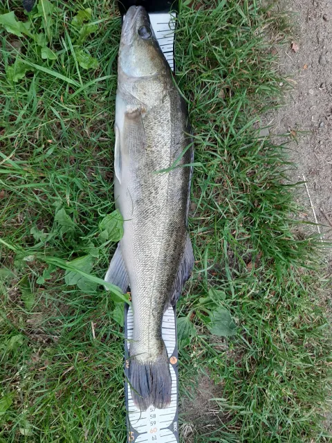 Zander