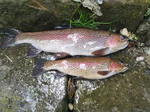 Regenbogenforelle