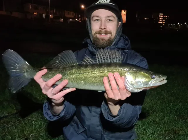 Zander