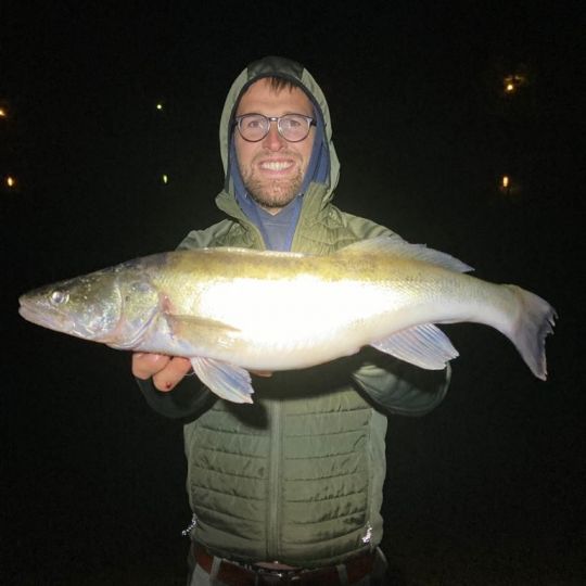 Zander