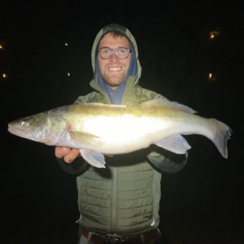 Zander